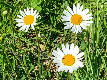 Margarete, ser, ger, cer, aer HD wallpaper