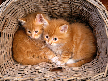 Animals, Cats HD wallpaper