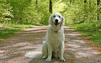 Animals, Grass, Sit, Forest, Dog HD wallpaper