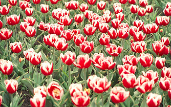 Flowers, Tulips, Greens, Flower Bed, Flowerbed, Mottled, Variegated HD wallpaper