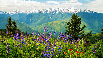 Olympic Mountain Flowers, Washington, wildflowers, blossoms, trees, sky, mountains, usa HD wallpaper