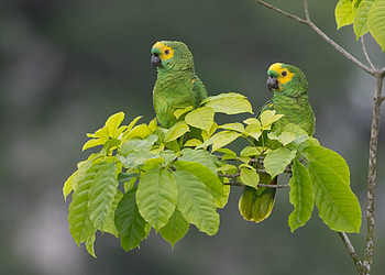Loro guaro, Parrots HD wallpaper