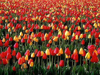 tulips, colourful, flowers, field HD wallpaper