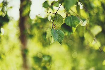 Nature, Leaves, Summer, Shine, Light, Birch HD wallpaper