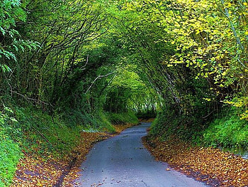 Road Trees, trees, cool, road HD wallpaper
