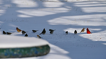 Winter Birds, Animals, Bird, Winter, Snow HD wallpaper