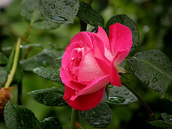 Plants, Flowers, Roses HD wallpaper