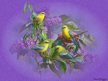 THE BIRD FAMILY, BIRDS, ART, CREATION, ABSTRACT HD wallpaper