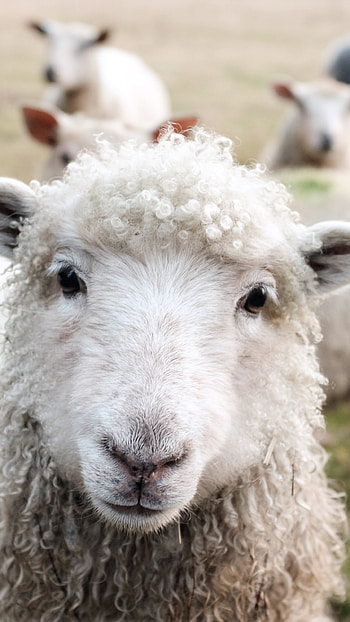 White sheep on green grass, Serene daytime scenery, Peaceful wooly creatures, Tranquil natural environment HD phone wallpaper