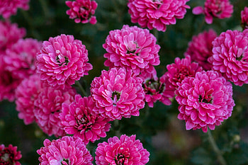 Flowers, Pink, Chrysanthemum, Plant, Bloom, Flowering HD wallpaper