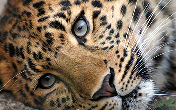 Animals, Grass, Leopard, Muzzle, Eyes, Relaxation, Rest, Nice, Sweetheart HD wallpaper