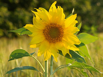 Plants, Flowers, Sunflowers HD wallpaper
