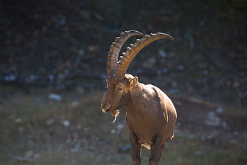 Animals, Alps, Horns, Mountain Goat HD wallpaper