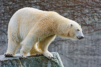 Animals, Stones, To Lie Down, Lie, Polar Bear HD wallpaper