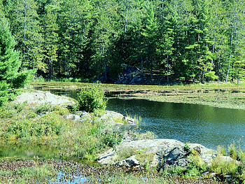 Forest And A River, graphy, Summer, Rocks, Forest, Nature, Sunshine, River HD wallpaper