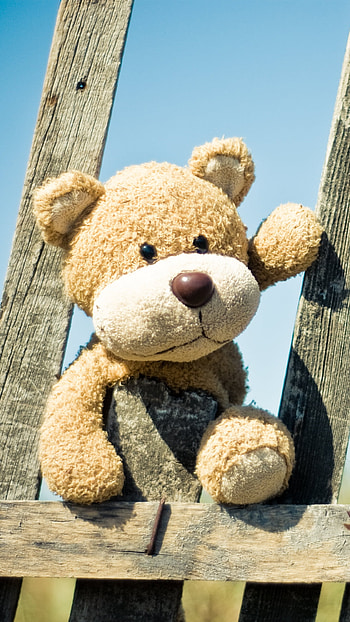 Teddy Wale, Wooden Background HD phone wallpaper