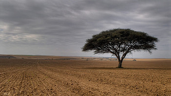 Lonely, lonly, one, feild, tree HD wallpaper