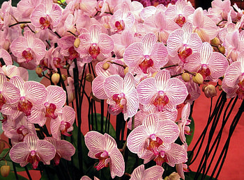 Flowers, Branches, Bouquet, Orchids, Handsomely, It's Beautiful HD wallpaper