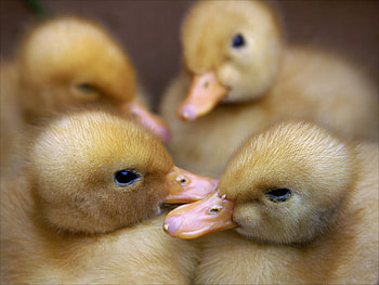 Napping, duckling, little, yellow HD wallpaper