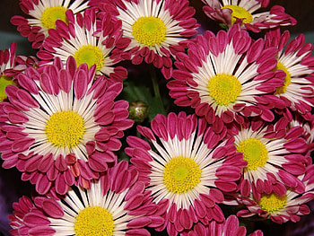 Flowers, Chrysanthemum, Close-Up, Variegated, Mottled HD wallpaper