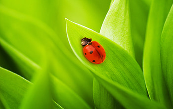 Grass, Insects, Ladybugs HD wallpaper