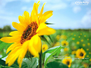 Sun Front, sunnyway flower, flower fantasy, suflower HD wallpaper
