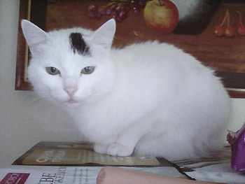 my cat, cats, white, pretty, home HD wallpaper