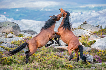 A fight between two Garranos horses at Parque Nacional da Peneda-Gerês, Portugal, Animal, horse HD wallpaper