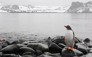 Animals, Stones, Sea, Horizon, Penguin HD wallpaper