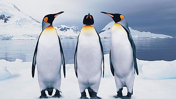 Penguin , Captivating beauty, Ethereal charm, Artistic penguins HD wallpaper