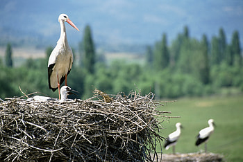 Animals, Cranes, Nest, Nestling, Chick HD wallpaper