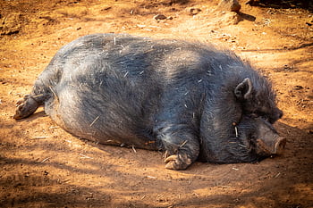 A cute black pig resting outdoors on warm soil, showcasing natural farm life. HD wallpaper