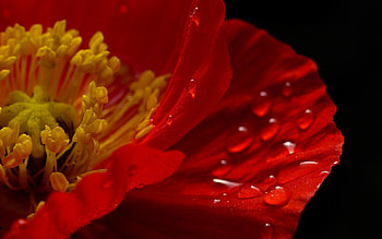 Drops, Flower, Macro, Petals, Poppy HD wallpaper