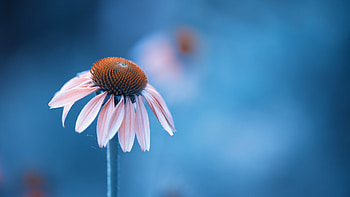 Daisy, leaf, nature, flower HD wallpaper
