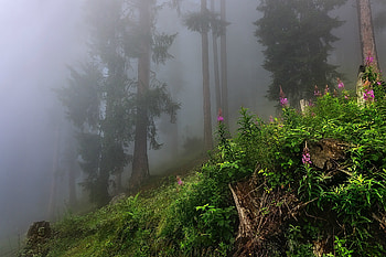 Forest Trees, trees, nature, plants, forest HD wallpaper