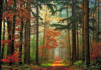 Autumn Enchanted, path, amber, colors, beautiful, leaves, fog, green, red, trees, autumn, forest, magic light HD wallpaper