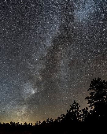 Stars, Bush, Dark, Starry Sky, Nebula HD phone wallpaper