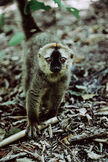 Animals, Sight, Opinion, Wildlife, Animal, Lemur, Primate HD phone wallpaper
