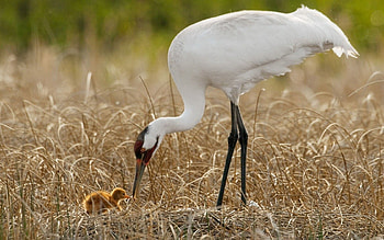 Animals, Birds, Grass, Nest, Chick, Nestling, Crane, Offspring, Posterity HD wallpaper