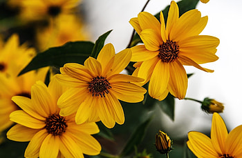 Flowers, Close-Up, Sharpness, Rudbeckia, Rudbekia HD wallpaper