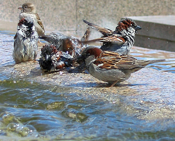 sparrows, flock, birds, sparrow, water HD wallpaper