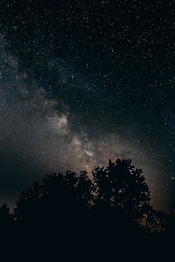 Nature, Trees, Stars, Night, Starry Sky, Milky Way HD phone wallpaper