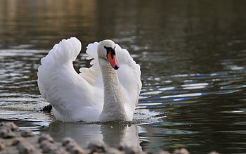 Animals, Water, Feather, Bird, To Swim, Swim, Swan HD wallpaper