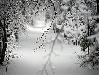 To Walk in Beauty, winter, nature, beauty, black and white HD wallpaper