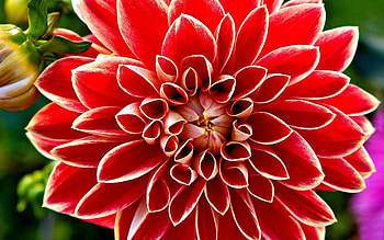 Frosted Dahlia, one, garden, beautiful, nature, flowers HD wallpaper