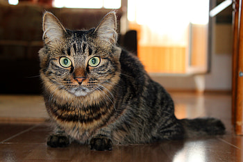 Animals, Cat, Fluffy, To Lie Down, Lie, Sight, Opinion, Floor HD wallpaper