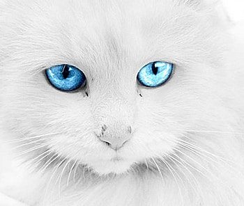 blue eye cat, blue, kitten, kitty, cat, nice, animals, lovable, adorable, eye HD wallpaper