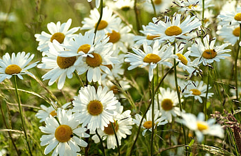 Flowers, Summer, Camomile, Blur, Smooth, Meadow HD wallpaper