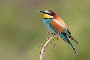 Bee Eater Bird , birds HD wallpaper