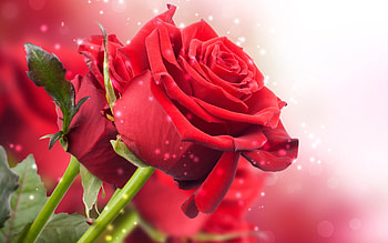 Plants, Flowers, Roses HD wallpaper